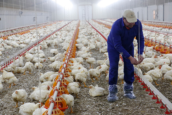 O sector avícola español crea o Comité Ejecutivo de Integración