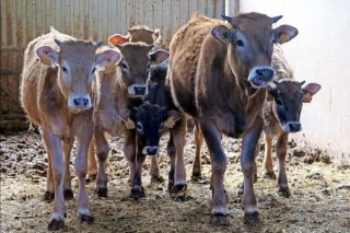 A Xunta apoiará as ganderías de vacún de leite e de carne con préstamos en condicións vantaxosas