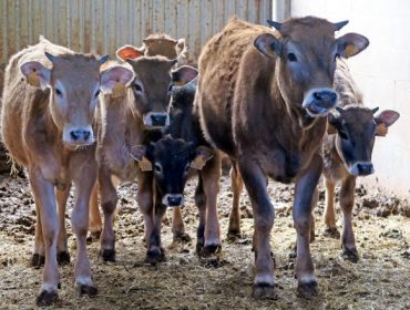 A Xunta apoiará as ganderías de vacún de leite e de carne con préstamos en condicións vantaxosas