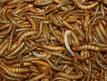 Xornada online sobre últimos avances no uso de vermes para alimentación animal e humana