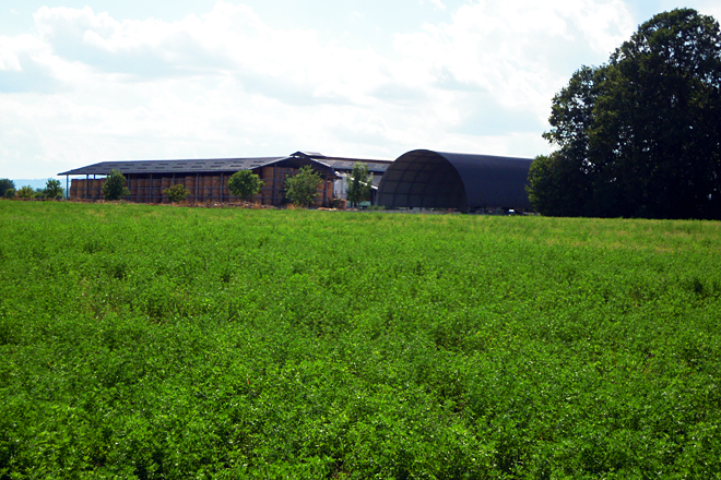 Cultivo de alfalfa. Ao fondo, as instalacións dunha das tres granxas que posúen