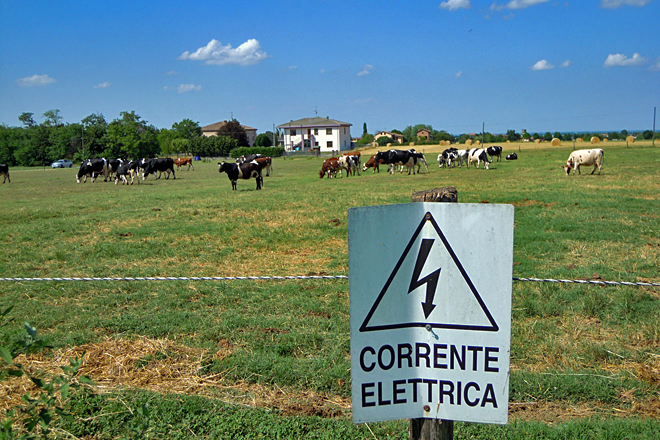 As vacas dispoñen de 1.000 metros cadrados de pasto por cabeza e saída libre ao exterior durante todo o ano