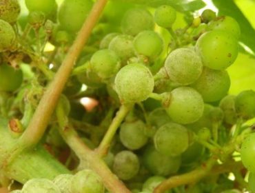 Recomendan manter controlada a vexetación das viñas para reducir o risco de mildio e oídio