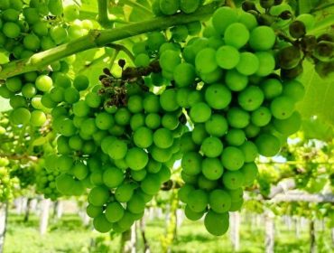 A previsión de altas temperaturas dá un respiro sanitario nos viñedos