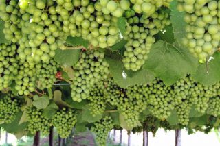 A DO. Rías Baixas prevé outra vendima histórica: 41 millóns de quilos de uva