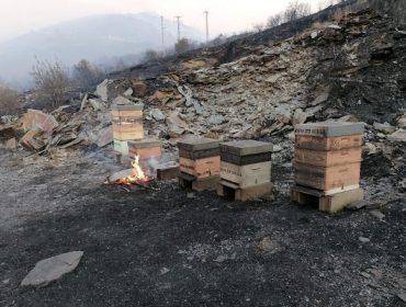 Convocan as axudas para repoñer explotacións agrícolas, gandeiras e forestais danadas polos incendios deste mes de xullo