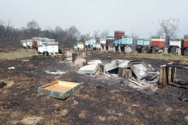 Lista das 128 explotacións apícolas que recibirán axudas da Xunta polos danos dos lumes