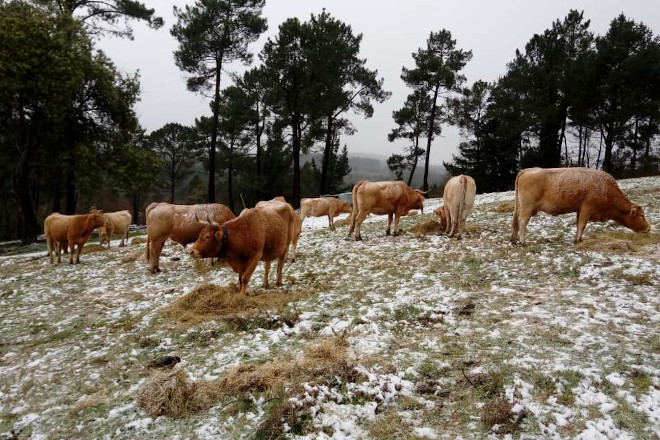 Vacas na gandería de Chandrexa no inverno