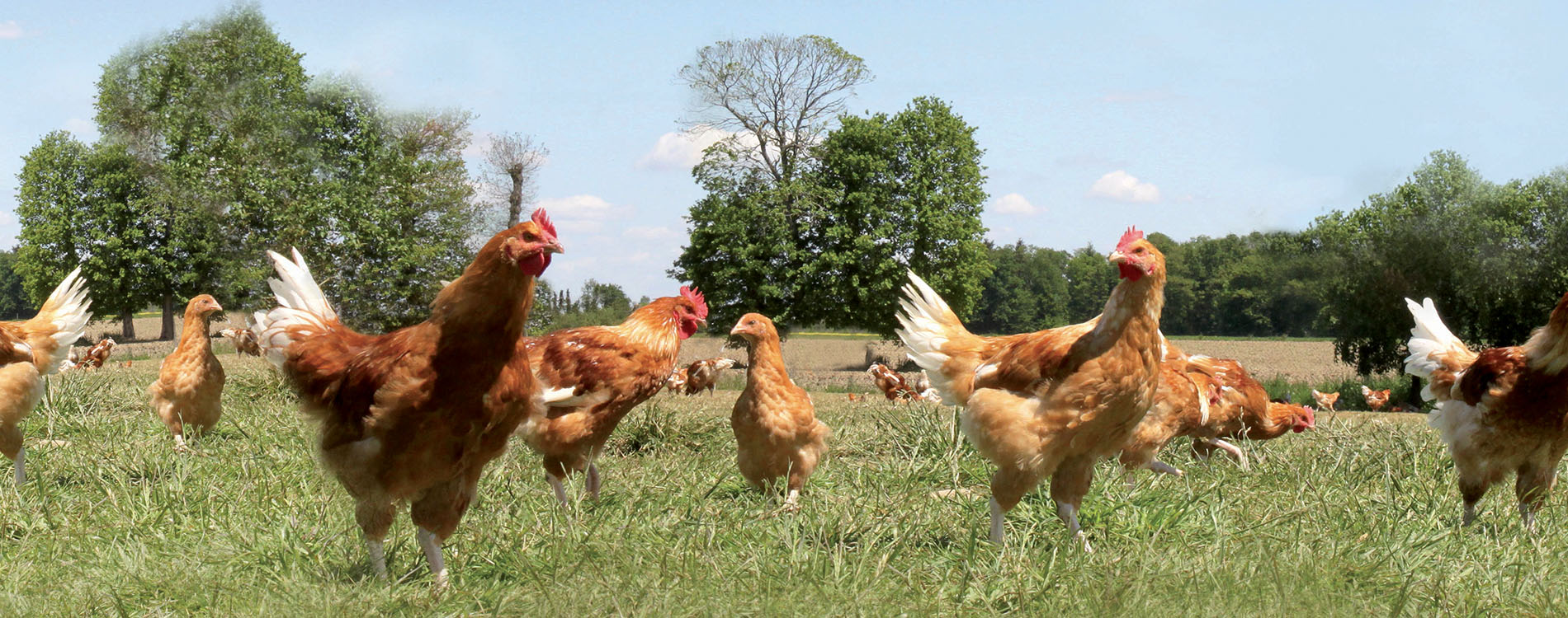 Los pollos son criados en libertad a partir de los 41 días de vida