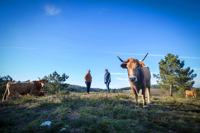A presidenta da Comunidade de Montes, Natividad González, e Sara, outra das comuneiras, coas vacas vianesas nos montes de Pinzás