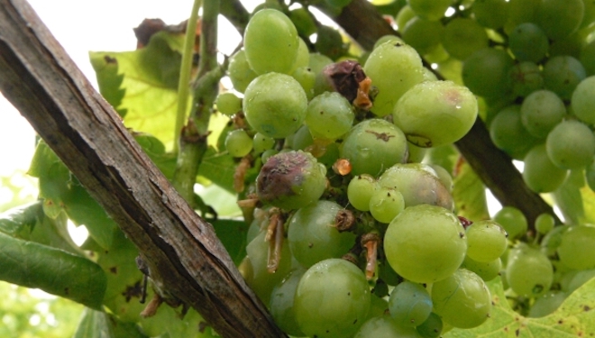 O adianto da vendima limita o uso de fitosanitarios químicos no viñedo