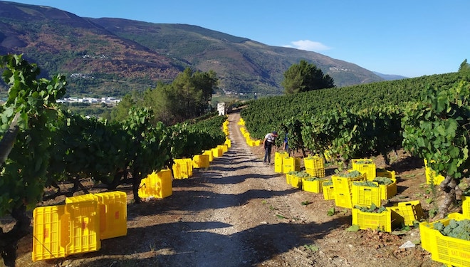Arranca la vendimia en Galicia, marcada por las altas temperaturas y la sequía