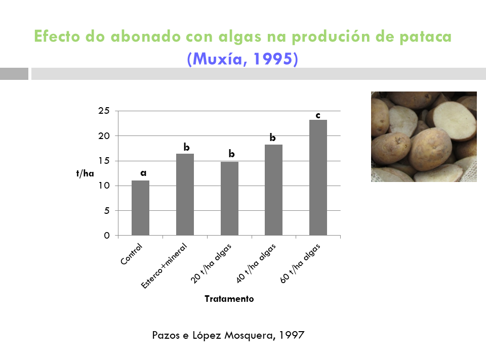 Gráfico do estudo sobre o valor fertilizante da alga no cultivo de pataca
