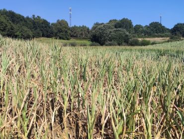 A seca deixa serias perdas no millo que xa non resolverán as inminentes choivas