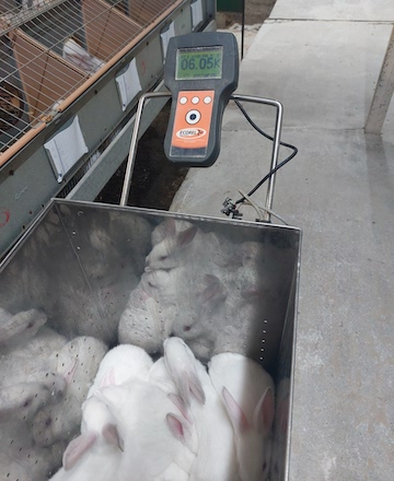 Pesaxe de coellos realizado durante a investigación.