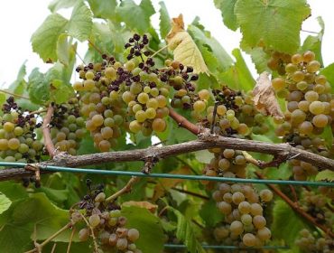 O bo estado das viñas evita os últimos tratamentos preventivos contra mildio e oídio de cara á próxima campaña