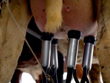 A Asociación Agraria de Galicia critica a baixada dos prezos do leite aos gandeiros