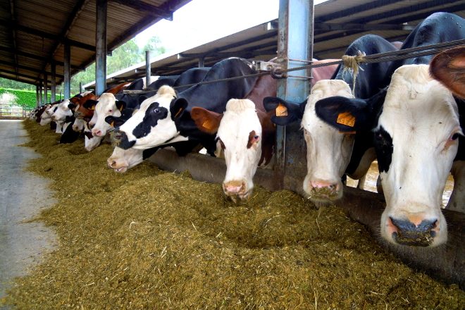 O CAVI da cooperativa Os Irmandiños subminístralles a ración húmida diaria para as vacas en produción