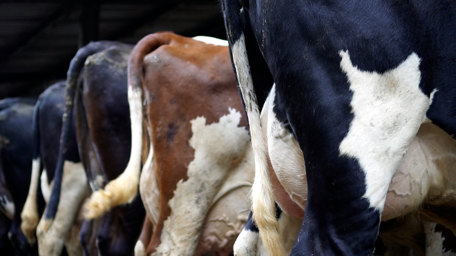 Algunhas das vacas do establo, cunha produción media de 41,1 litros