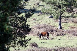 A iniciativa ‘O que non arde’ apoia o pastoreo en máis de 300 hectáreas de monte veciñal