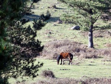 A iniciativa ‘O que non arde’ apoia o pastoreo en máis de 300 hectáreas de monte veciñal