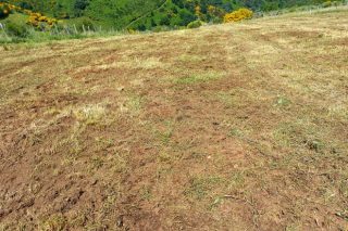 Unións Agrarias pide unha liña de axudas para as ganderías da montaña de Lugo afectadas pola praga da ratatoupa