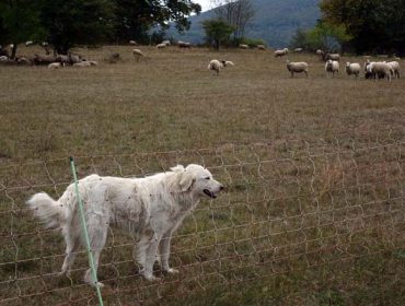 O problema común de convivir co lobo: a experiencia das granxas eslovenas
