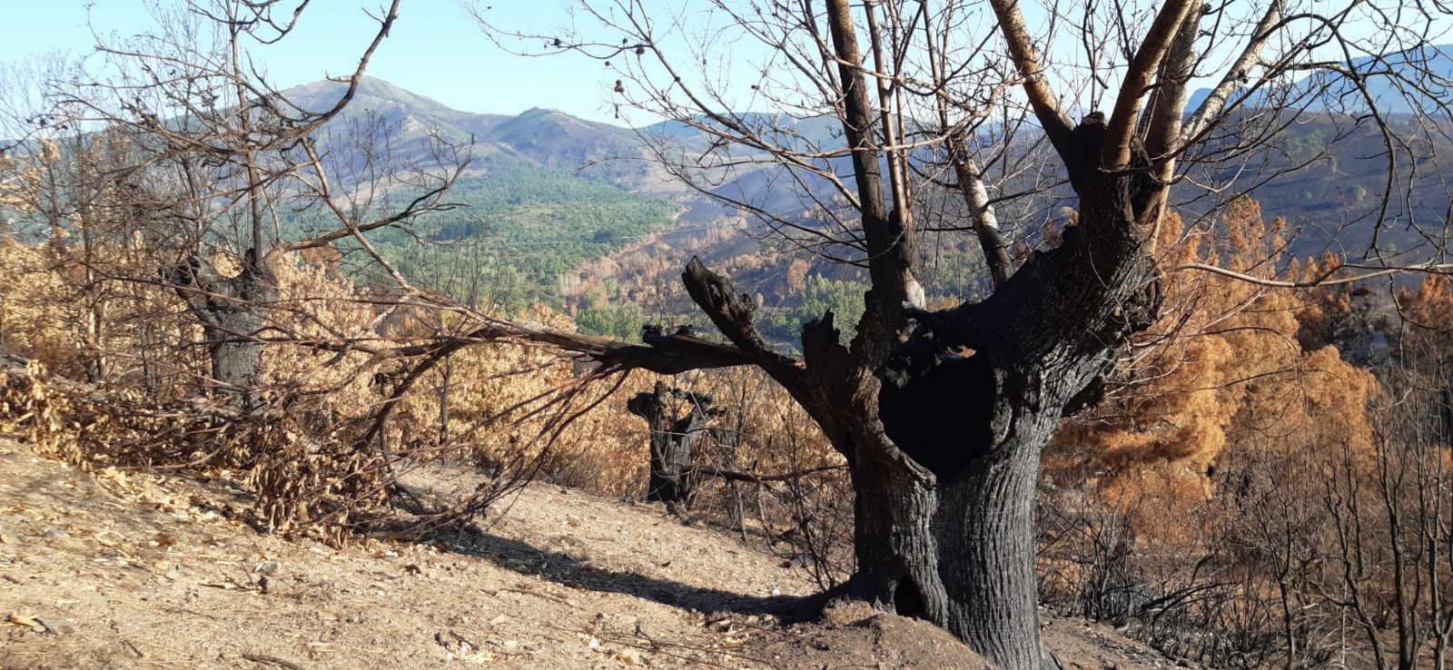 Os soutos afectados polo lume en Valdeorras impactan na economía da castaña