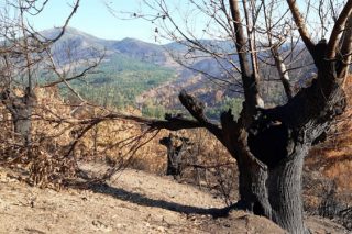 Medio Rural convocará axudas para replantar soutos de castiñeiros afectados polo lume
