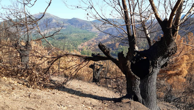 Medio Rural convocará ayudas para replantar sotos de castaños afectados por los incendios
