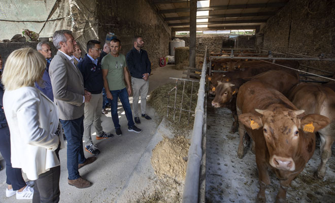 A Xunta anuncia unha partida de 17 millóns de euros para apoiar a gandería de carne