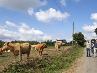 A Xunta anuncia unha partida de 17 millóns de euros para apoiar a gandería de carne