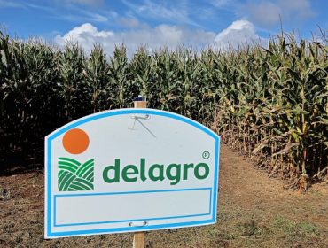Campos de ensaio de Delagro: ¿Que variedades de millo deron mellores rendementos en 2022 en Galicia?