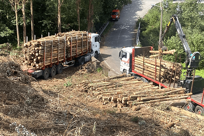 A Xunta saca a poxa 28 lotes de madeira que suman máis de 30.000 toneladas