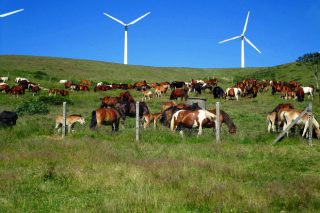 A xestión do gando na parroquia de Boimente: 250 eguas e 250 vacas para 1.000 hectáreas de monte comunal