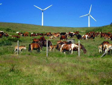 A xestión do gando na parroquia de Boimente: 250 eguas e 250 vacas para 1.000 hectáreas de monte comunal
