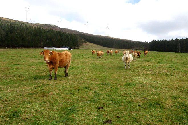CMVMC Boimente (Viveiro) vaca rubia galega2 eolicos