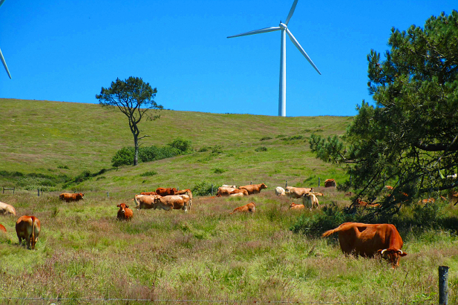 Vacas pacendo no monte comunal da parroquia de San Andrés de Boimente cos muíños de vento ao fondo
