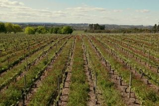 Sogrape, o maior grupo vitícola portugués, aposta polas cubertas vexetais de Fertiprado para mellorar os seus viñedos
