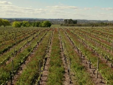 Sogrape, o maior grupo vitícola portugués, aposta polas cubertas vexetais de Fertiprado para mellorar os seus viñedos
