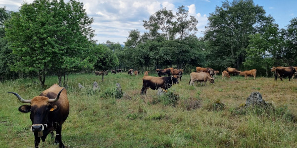 Vacas na aldea modelo de Meixide, en A Veiga
