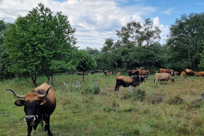 Vacas na aldea modelo de Meixide, en A Veiga 