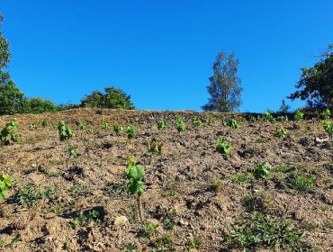 Viño e Froita, un novo proxecto de cooperación para desenvolver a actividade agraria no Condado-Paradanta e nas Mariñas-Betanzos