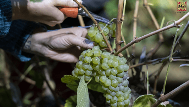 Máis de 140.000 quilos de uva recollidos na D.O. Ribeira Sacra na semana previa ao inicio oficial da vendima