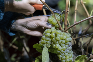 Máis de 140.000 quilos de uva recollidos na D.O. Ribeira Sacra na semana previa ao inicio oficial da vendima