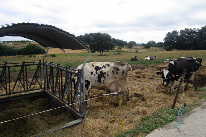 As vacas recén paridas ou con algún tipo de problema seguen saíndo fóra