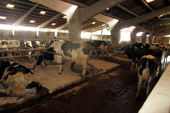 SAT Sabadelle (Chantada) vacas producion