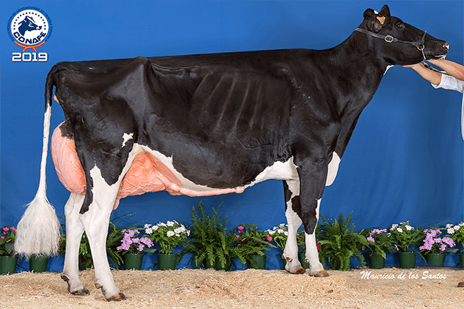 Vaca frisoa gañadora do Conafe 2019