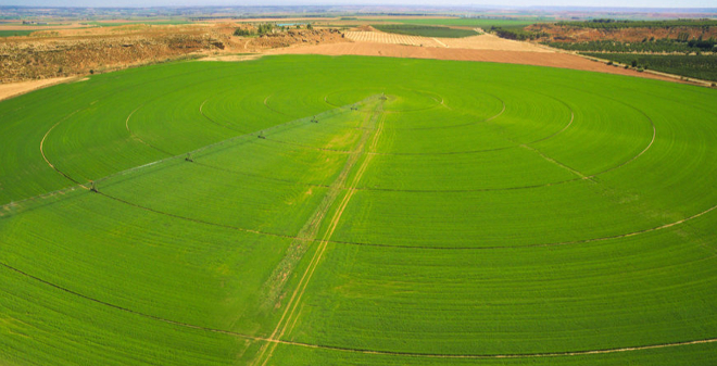Campo de produción de alfalfa en regadío na provincia de Huesca