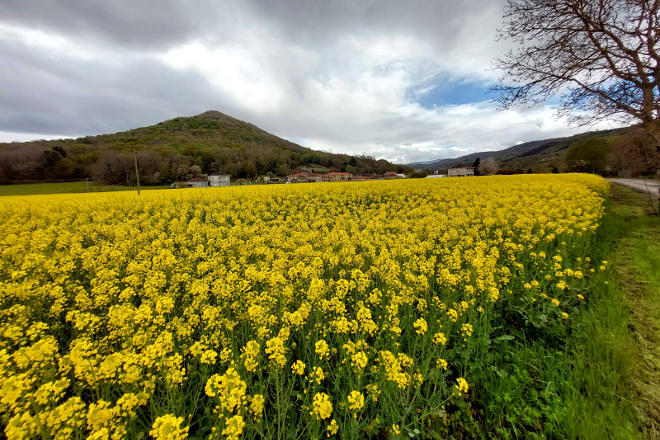 Campo de cultivo de colza esta primavera na comarca da Limia
